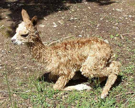 cria suri